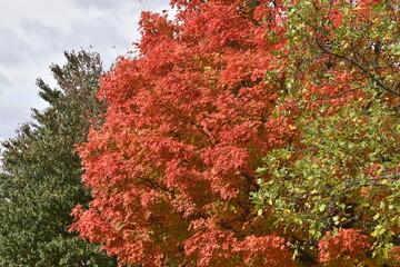 Autumn foliage in Central Massachusetts