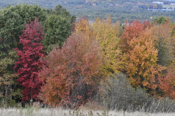 Autumn Trees and Colors