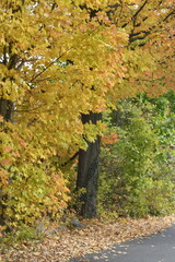 Autumn Foliage New England Massachusetts