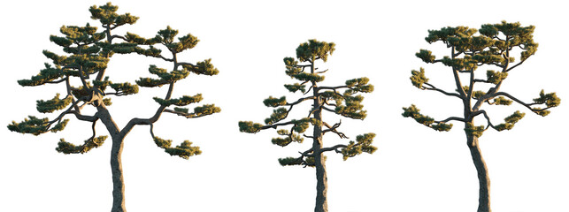 Pinus thunbergii pine tree (Green Pine, Japanese Black Pine, Thurnberg Pine) isolated png on a transparent background evening light premium  cutout Pinaceae mountain fir 