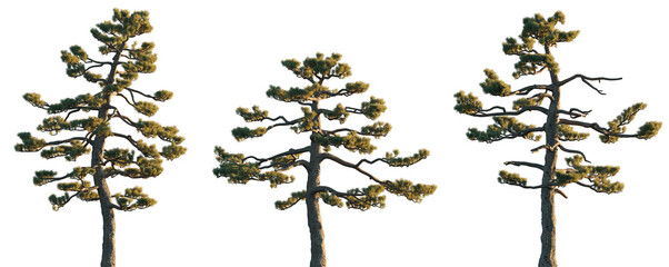 Pinus thunbergii pine tree (Green Pine, Japanese Black Pine, Thurnberg Pine) isolated png on a transparent background evening light premium cutout Pinaceae mountain fir 