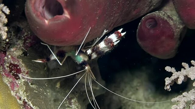 The Boxer Shrimp Stenopus hispidus thrives in vibrant ecosystems, contributing to biodiversity and playing a vital role in marine ecology, maintaining the balance of its underwater habitat