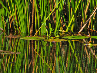 Cattail Plants Reflected in Caddo Lake. Groups of cattail plants grow on the edge of the shallow...