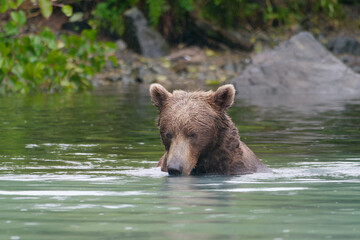 Alaskan Brown Bear hunting fish in Big River Lakes, Alaska, USA
