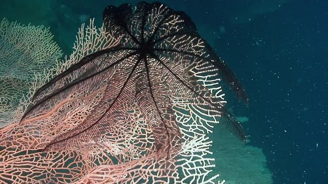 Explore sea lilies Crinoidea, a vital class of echinoderms that support marine ecosystems and promote ocean biodiversity, showcasing their key role in sustaining lifes balance in our oceans