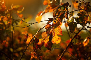 Jesienna impresja, kolorowe liście, tapeta, dekoracja. © mycatherina