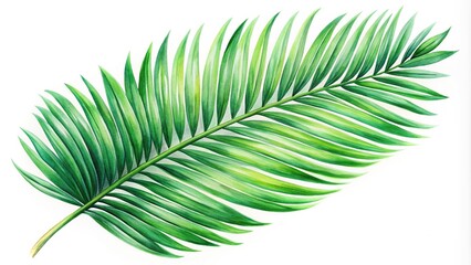 Obraz premium Watercolor clipart of Cycas leaf silhouette