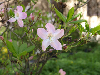 Bright pink Ledebur rhododendron flowers in the garden