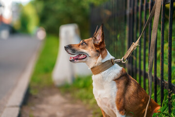 A big dog on a leash is waiting for you outside in the summer. Close-up of the portrait.
