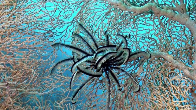Discover the stunning Sea Lily Crinoidea, elegantly located in vibrant coral reefs, showcasing the intricate balance of marine ecosystems and their essential role in sustaining ocean life