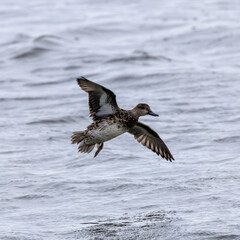 Eurasian Teal (Anas crecca) Female – Commonly found in wetlands and lakes, Bull Island, Ireland sighting