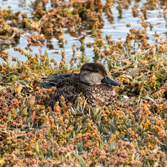 Eurasian Teal (Anas crecca) Female – Commonly found in wetlands and lakes, Bull Island, Ireland sighting