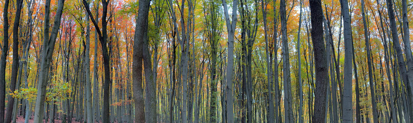 background autumn forest panoramic view