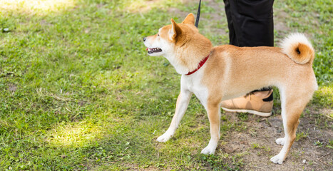 Banner Beautiful akita inu pet dog for a walk in a park. Japanese Akita Dog Breed, copy space