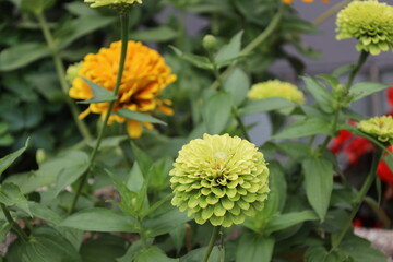 spherical lime green flower against medium green leaves with orange and red blossoms behind