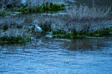 A long billed bird in a shallow lake.