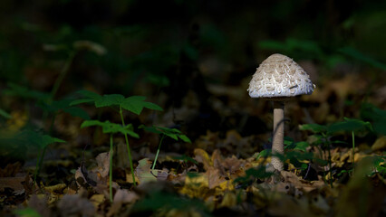 grzyby  © Marek Polak