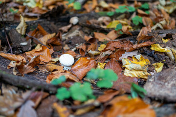 A poisonous Mushroom grows on a fallen tree in the forest