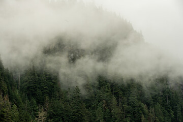 Fog Hangs Low And Drifts Into Pine Forest of Mount Rainier