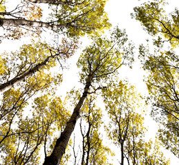Looking up through a forest of aspen trees with yellow leaves. Transparent sky
