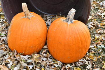 Two Pumpkins in Dry Leaves by a Plastic Tub