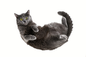 Fototapeta premium Gray cat lying on its back on white background. Cat looking up, top view