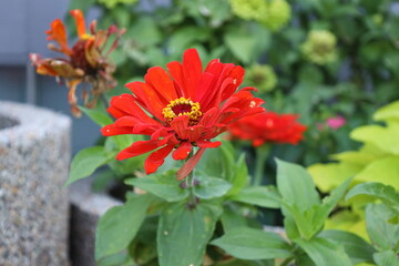 close-up single large red blossom with yellow center ring