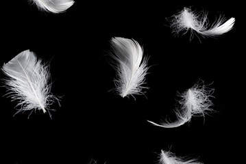 Obraz premium White feather isolated on a black background.