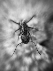 bug on the ground