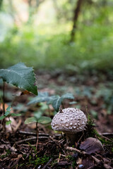 Autumn scenery in arboretum Tesarske Mlynany, Slovakia