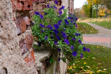 Flowers in a brick wall in autumn. Selective focus.