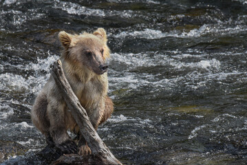 Fototapeta premium Young Grizzly Bear Trying to Stay Dry at Brooks Falls Alaska
