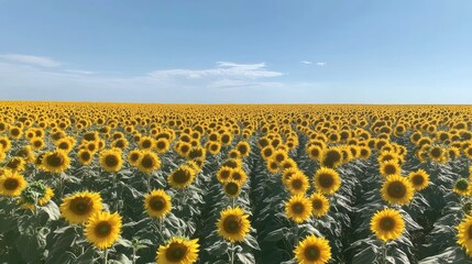 A vast field of sunflowers stretches out under a clear blue sky, with rows upon rows of yellow blooms facing the sun.