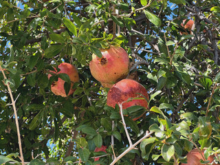 Granatapfel Früchte am Baum 