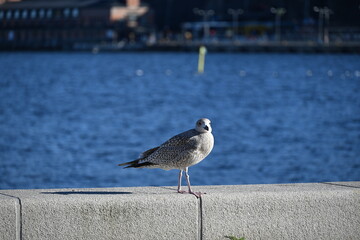 seagull on the pier
