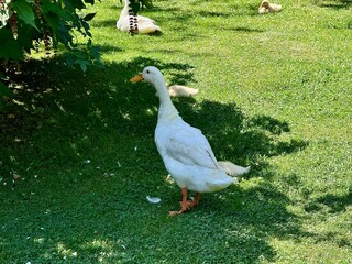 view of a goose in a countryside with lawn on a sunny summer day
