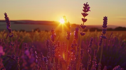 Sun setting behind a field of lavender, casting a purple hue over the landscape