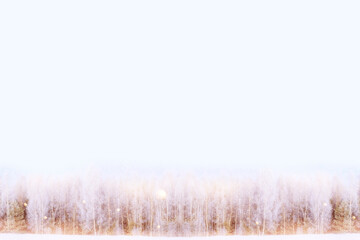 Natural Christmas background. Frozen winter forest with snow covered trees. outdoor. landscape