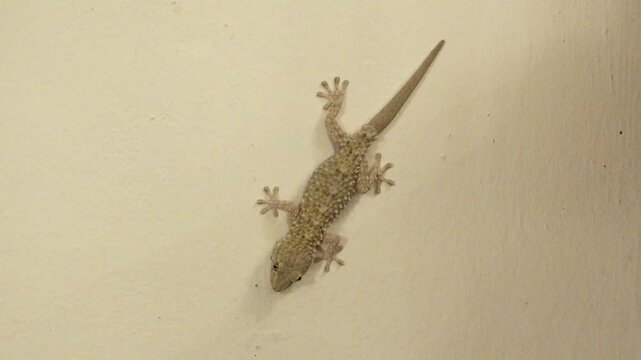 Mediterranean gecko lizard stays still on the wall, hand tries to catch it
