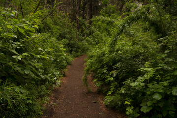 Obraz premium Hiking in the woods. View of the path across the forest.