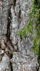 Moos Baumstamm Natur Wald Hintergrund Detail Nahaufnahme 