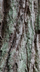 Moos Baumstamm Natur Wald Hintergrund Detail Nahaufnahme 