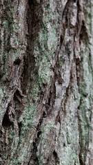 Moos Baumstamm Natur Wald Hintergrund Detail Nahaufnahme 