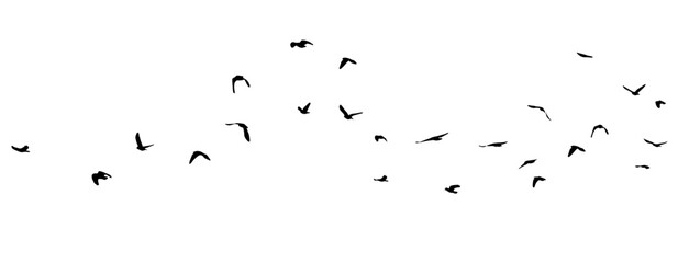 Flying birds silhouette flock. hand drawing. Not AI. Vector illustration