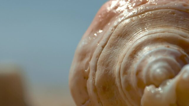 Conch, Light pink, beautiful sea shells with sand and back light, rotation, on black background