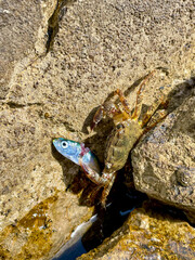 CLOSE UP, PORTRAIT: Marbled crab with a fresh catch on coastal rock surface. Small sea creature eating fish among tiny rocky crevices of the rugged Adriatic coast. Animal encounters on summer holidays