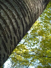 Fototapeta premium Bark on trunk of old Poplar, Populus tree and branches with green and yellow autumn leaves in forest - natural background. Topics: natural environment, vegetation, season, forestry, texture, pattern