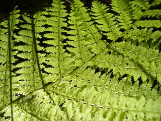 Green Fern leaf in shadow of forest in sunlight - close-up, natural background. Topics: natural environment, vegetation, pattern, season, flora, plant, forestry