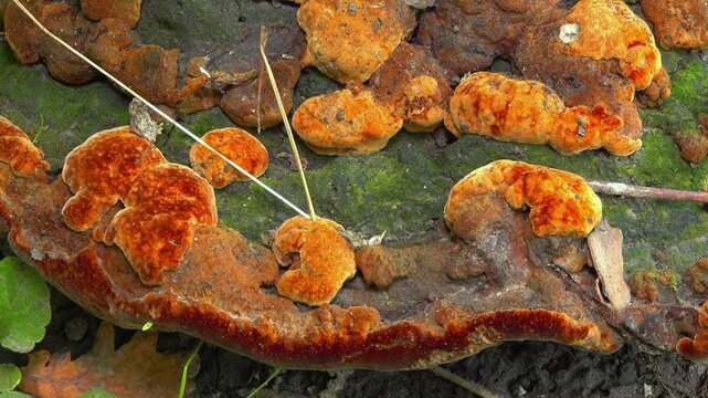 Phellinus robustus - saprophytic wood fungus on an old oak tree stump in a garden