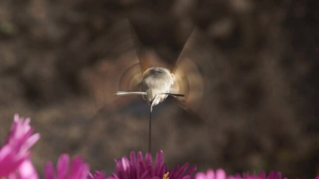 The hummingbird hawk-moth is a butterfly from the hawk moth family (Sphingidae). The hummingbird hawk-moth (Latin Macroglossum stellatarum) collects nectar from flowers. Autumn, October 2024.